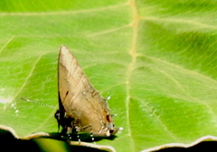 Electrostrymon denarius