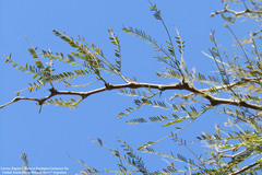 Prosopis alba