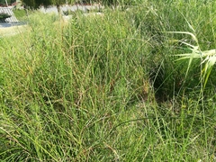 Schoenoplectus pungens