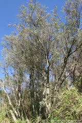 Tessaria integrifolia