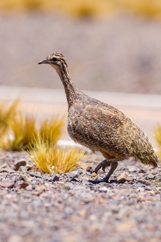 Puna Tinamou (Tinamotis pentlandii), photo 6