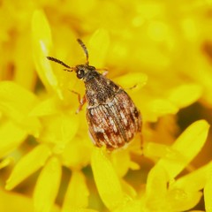 Acanthoscelides