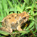 Weeping Frog - Photo (c) Raúl Maneyro, some rights reserved (CC BY-SA)