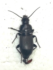 Pterostichus melas