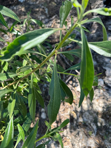 Myoporum stellatum observed 2025-03-02