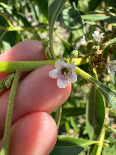 Myoporum stellatum observed 2025-03-02