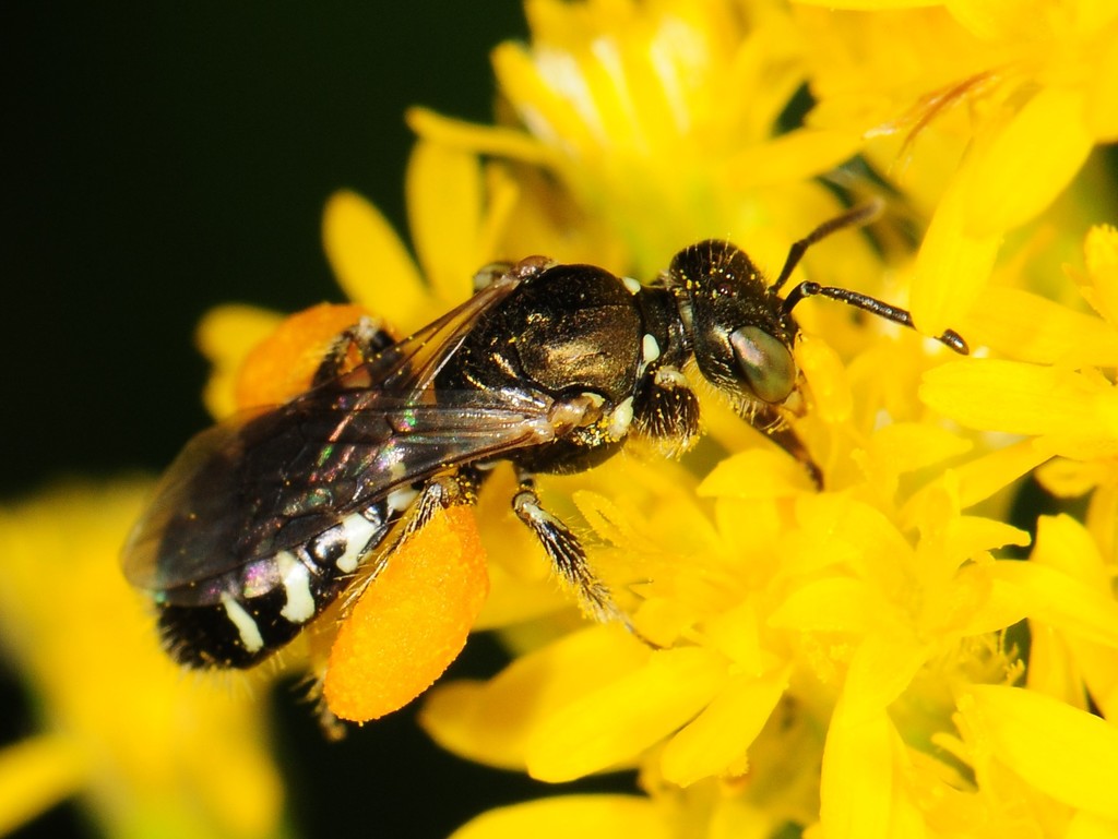 Eight-spotted Fairy Bee