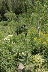 Rudbeckia occidentalis