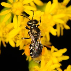 Perdita octomaculata