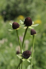 Rudbeckia occidentalis