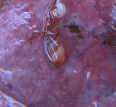 Littorinimorpha