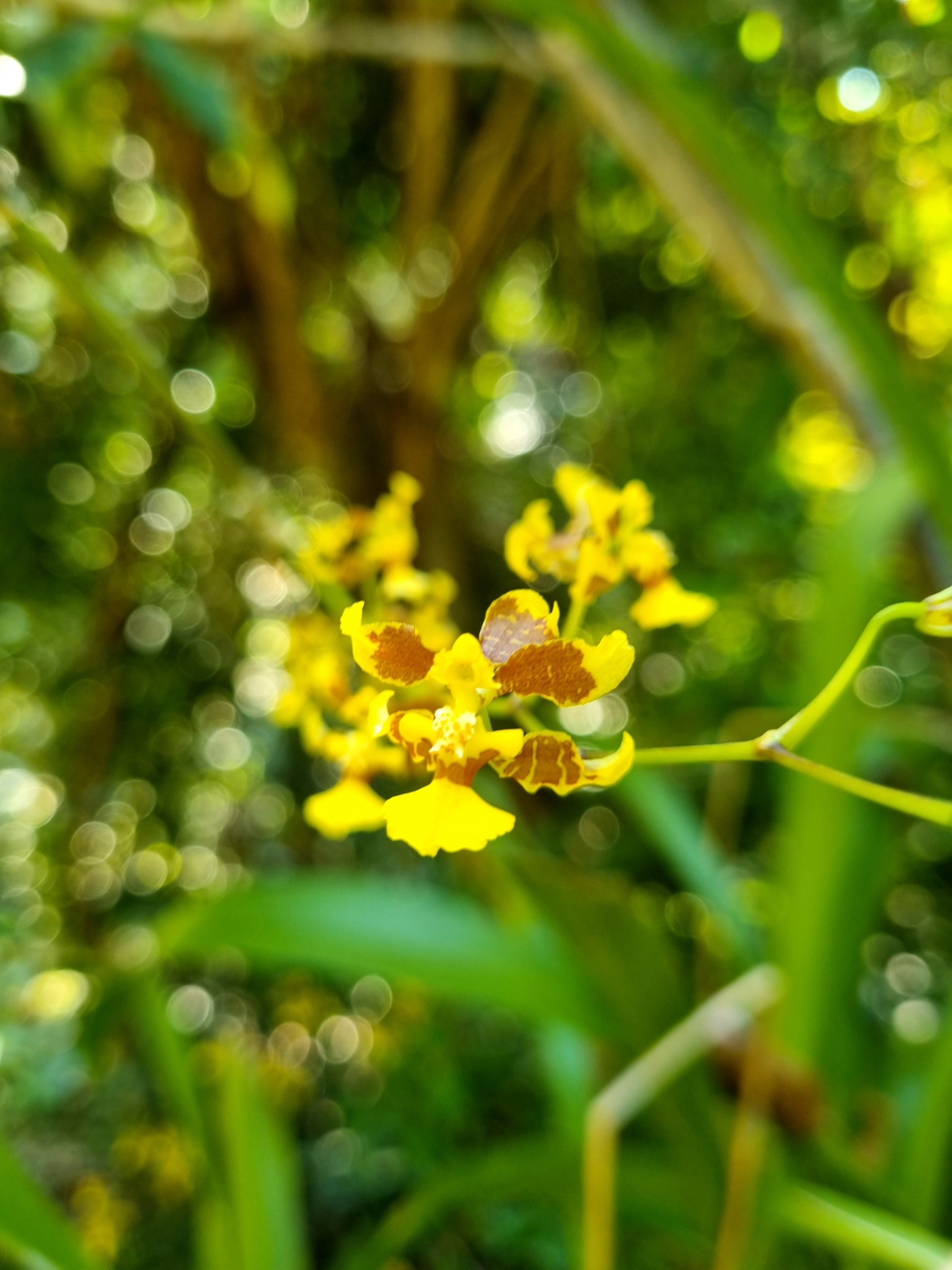 Imagem de Chuva-de-ouro