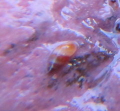 Littorinimorpha