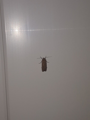 Euxoa ochrogaster