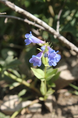 Penstemon cyananthus