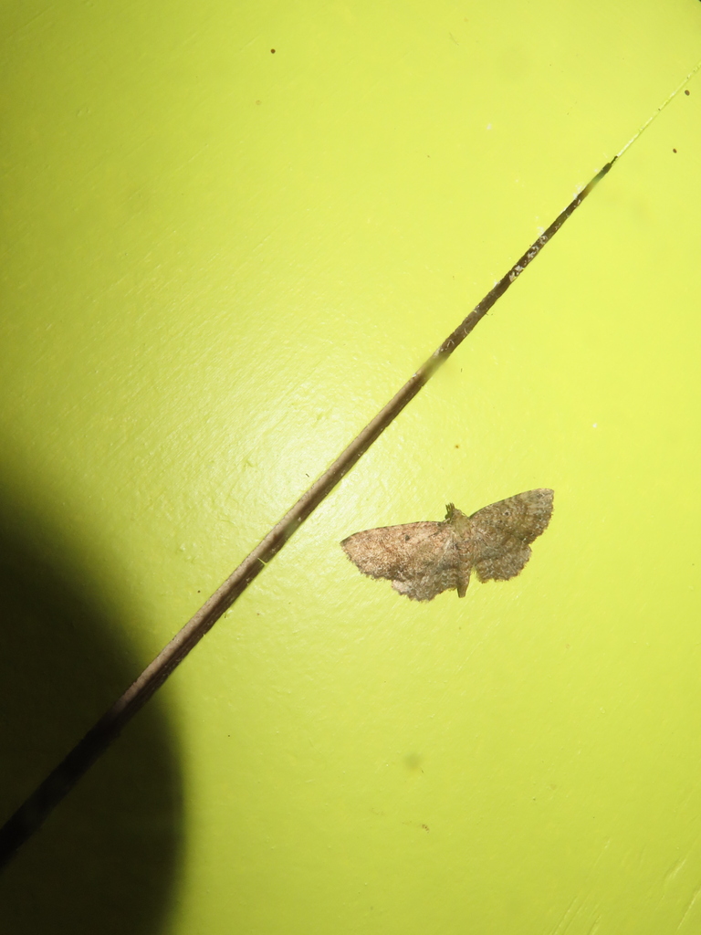Eupithecia horismoides