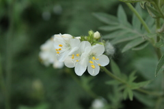 Polemonium foliosissimum
