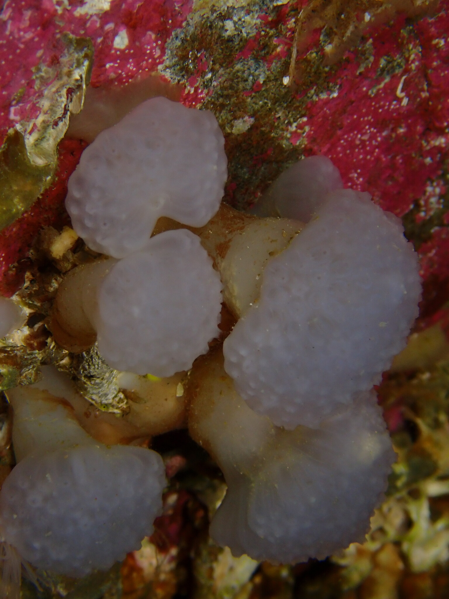 Distaplia alaskensis Lambert & Sanamyan, 2001