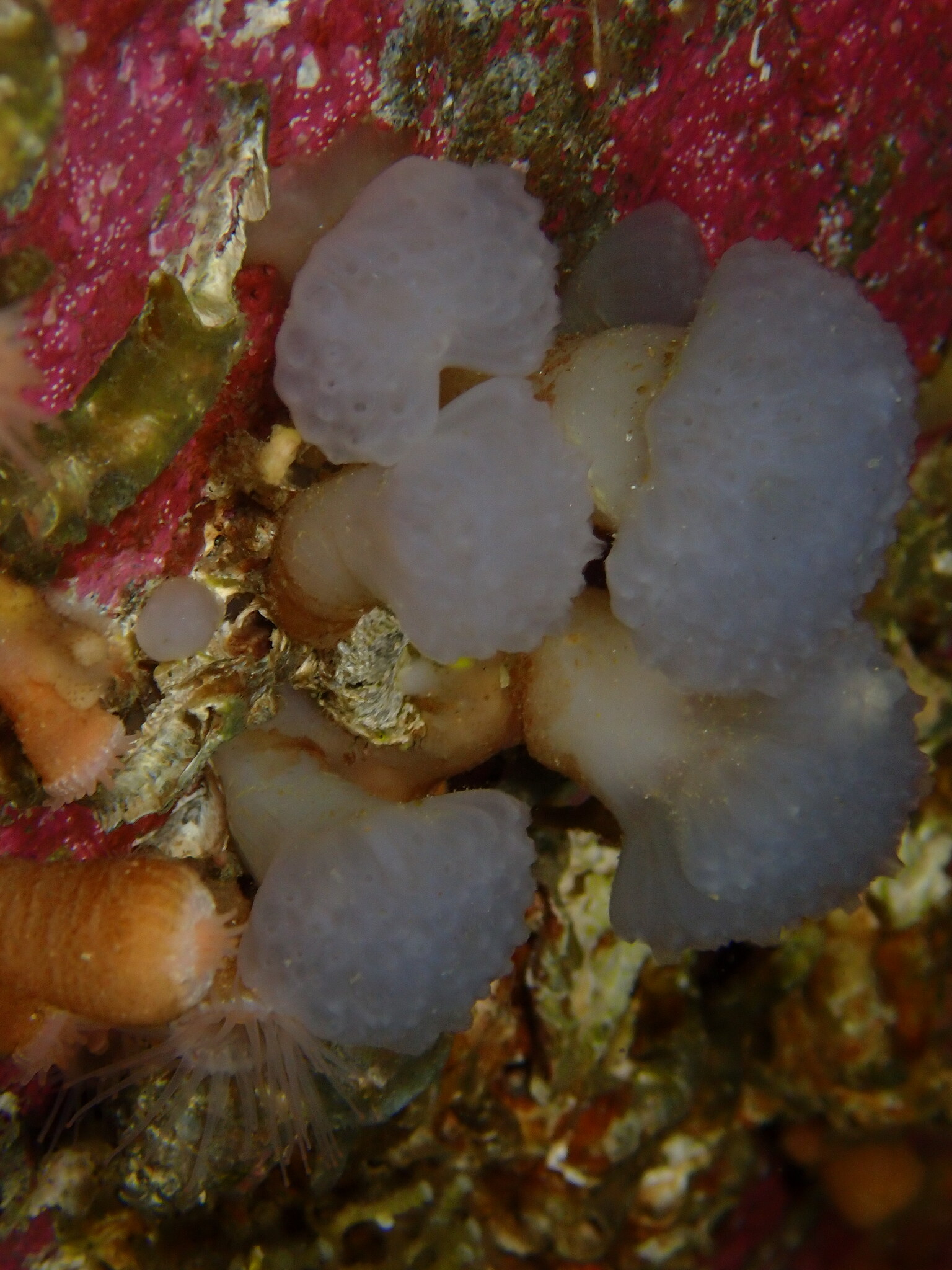 Distaplia alaskensis Lambert & Sanamyan, 2001