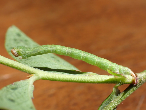 Sweetfern Geometer Moth