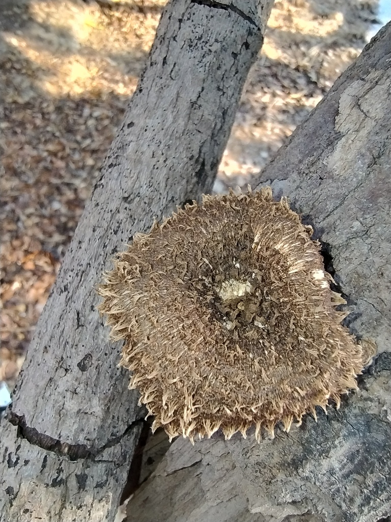 Lentinus berteroi · February 2025 · photo: © biomartita (iNaturalist, cc-by)