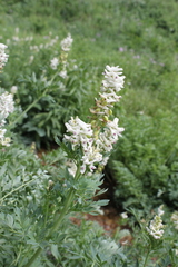Corydalis caseana brachycarpa
