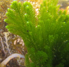 Caulerpa flexilis