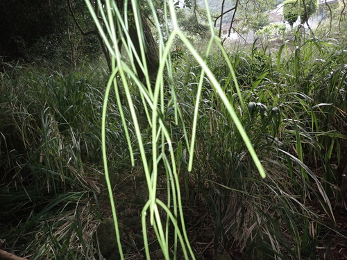 Rhipsalis baccifera observed 2025-02-28