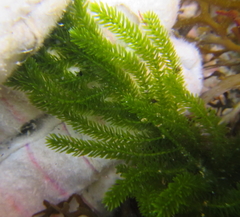 Caulerpa flexilis