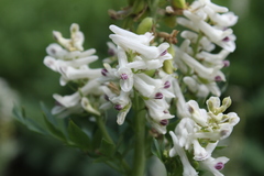 Corydalis caseana brachycarpa