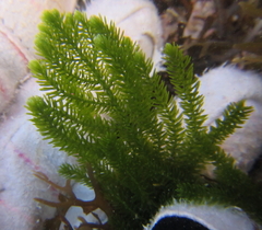 Caulerpa flexilis