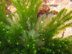 Caulerpa flexilis