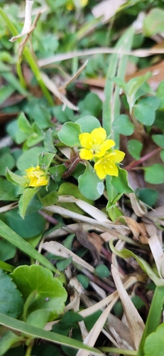 Foto de Lisimáquia