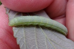 Leuconycta