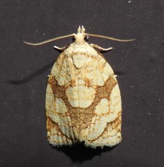 Adoxophyes negundana