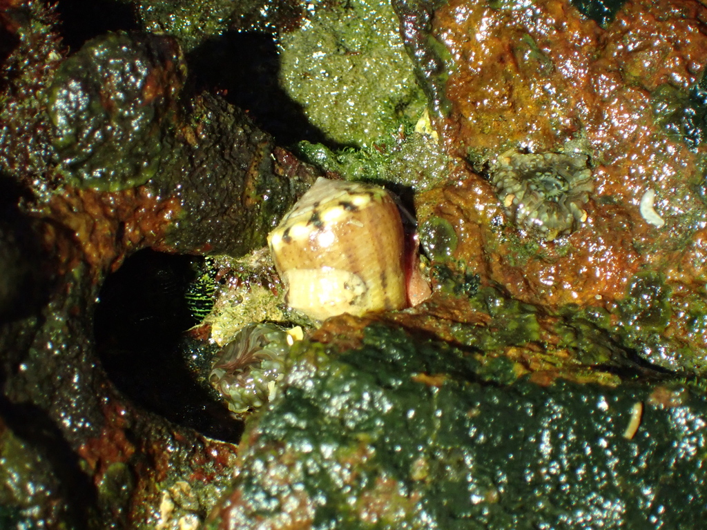 Conus biliosus