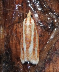 Sparganothis tristriata