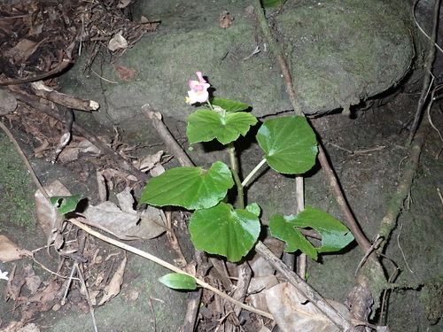 Begonia cucullata observed 2025-02-28