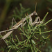 Bolivaria brachyptera - Photo (c) Leonid A. Neymark, algunos derechos reservados (CC BY-NC), subido por Leonid A. Neymark
