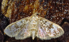 Palpita freemanalis