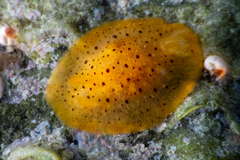 Doriopsilla rowena image