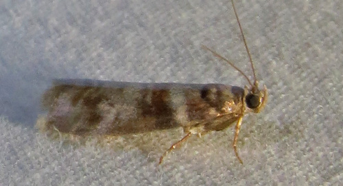 Sweetgum Leafroller Moth photo 6