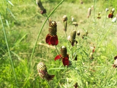 Ratibida columnifera