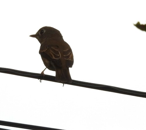 Brown-breasted Flycatcher (Muscicapa muttui), photo 2