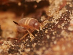 Myrmecophilus acervorum