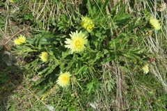 Schlagintweitia intybacea