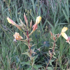 Oenothera × fallax