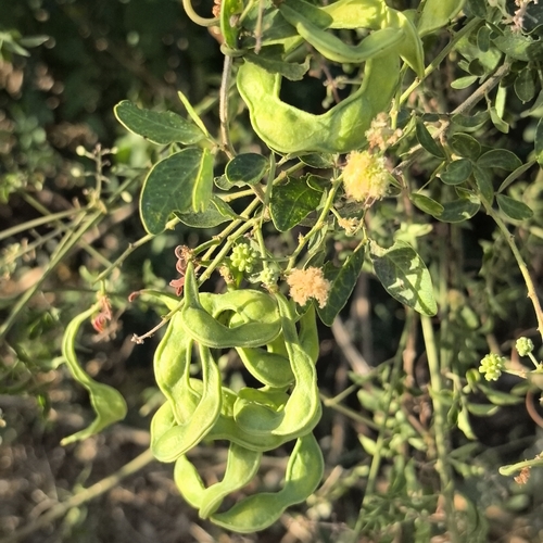 Pithecellobium dulce