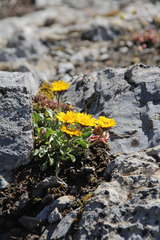 Erigeron aureus