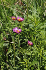 Erigeron peregrinus